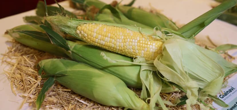 Grainavi Field Day: Open Field Crop Trials