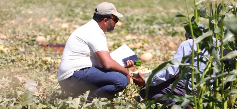 Open Field Crop Trials in Sareen